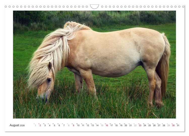 Produktbild: Der Pferdekalender (Wandkalender 2026 DIN A3 quer), CALVENDO Monatskalender