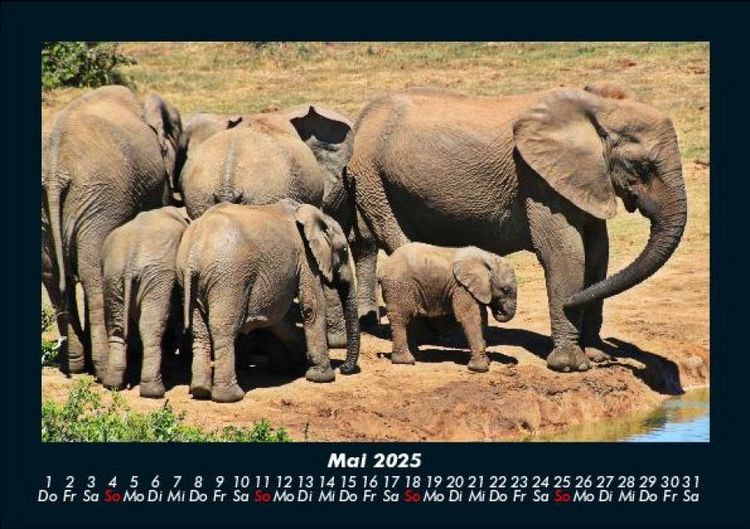 Produktbild: Elefanten 2025 Fotokalender DIN A5