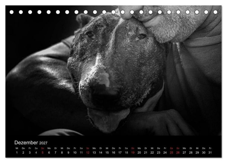Produktbild: Bullterrier (Tischkalender 2027 DIN A5 quer), CALVENDO Monatskalender