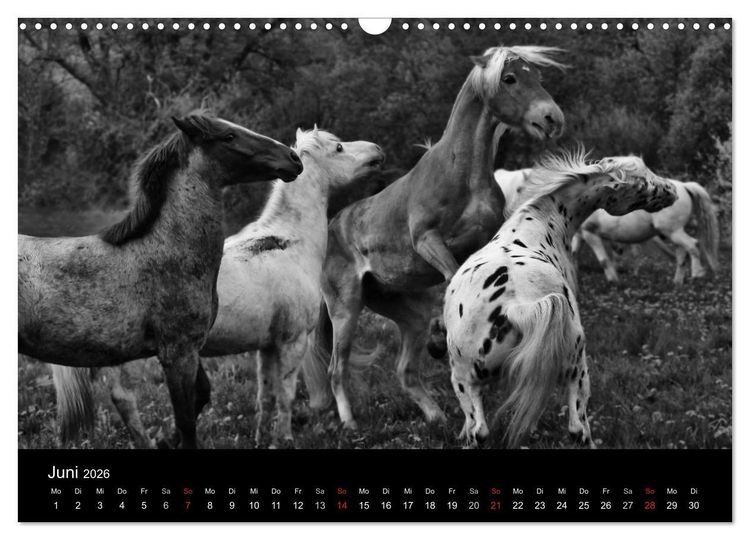 Produktbild: Pferde 2026 Wild Thing (Wandkalender 2026 DIN A3 quer), CALVENDO Monatskalender