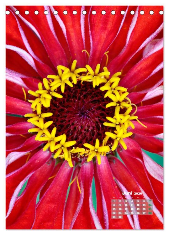 Produktbild: Zinnien im Garten (Tischkalender 2026 DIN A5 hoch), CALVENDO Monatskalender