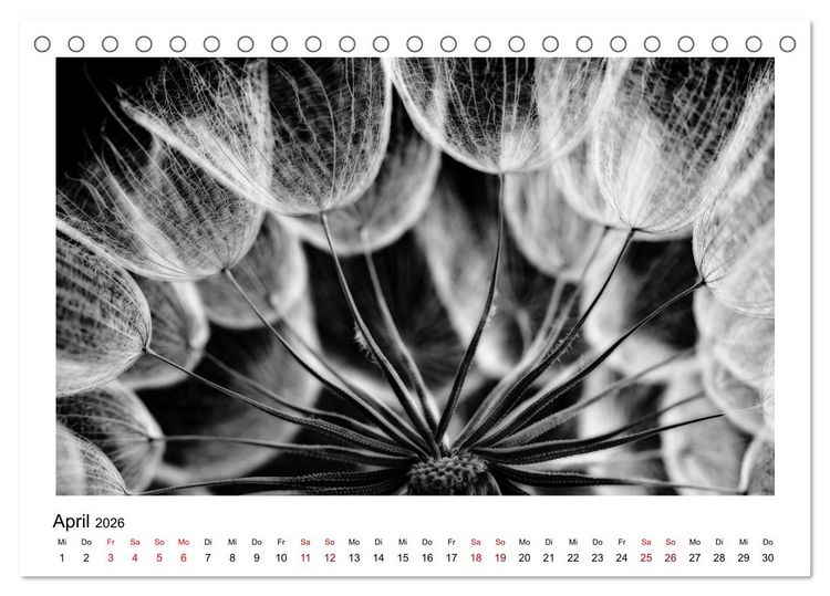Produktbild: Die grafische Sch&ouml;nheit der Pflanzen &ndash; Schwarz-Wei&szlig; (Tischkalender 2026 DIN A5 quer), CALVENDO Monatskalender