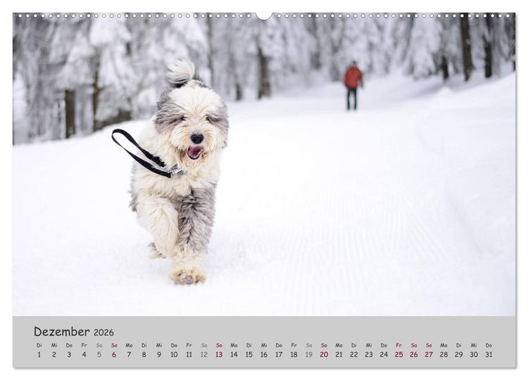 Produktbild: Ein Bobtail namens Miles (Wandkalender 2026 DIN A2 quer), CALVENDO Monatskalender