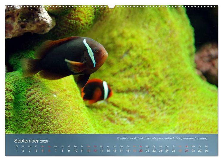 Produktbild: Bunte Riffbewohner - Fische, Anemonen und noch viel mehr (Wandkalender 2026 DIN A2 quer), CALVENDO Monatskalender