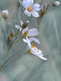 Produktbild: CALVENDO Puzzle Waldblume | 1000 Teile Lege-Gr&ouml;&szlig;e 64x48cm Foto-Puzzle f&uuml;r gl&uuml;ckliche Stunden