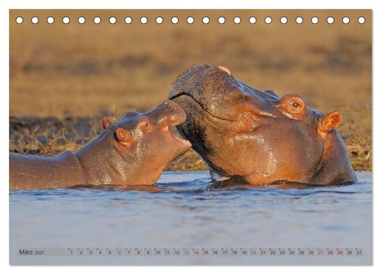 Produktbild: Flusspferde Magie des Augenblicks - Hippos in Afrika (Tischkalender 2027 DIN A5 quer), CALVENDO Monatskalender