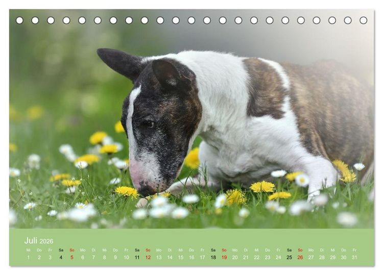 Produktbild: Bullterrier - charmante Herzensbrecher (Tischkalender 2026 DIN A5 quer), CALVENDO Monatskalender