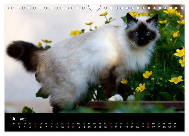 Produktbild: Freig&auml;nger - Hauskatzen unterwegs (Wandkalender 2026 DIN A4 quer), CALVENDO Monatskalender