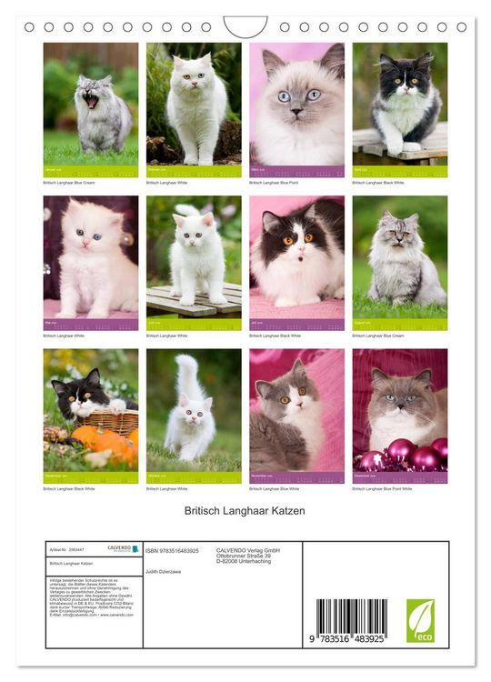 Produktbild: Britisch Langhaar Katzen (Wandkalender 2026 DIN A4 hoch), CALVENDO Monatskalender
