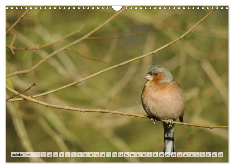 Produktbild: Oiseaux libres et sauvages (Calendrier mural 2026 DIN A3 vertical), CALVENDO calendrier mensuel