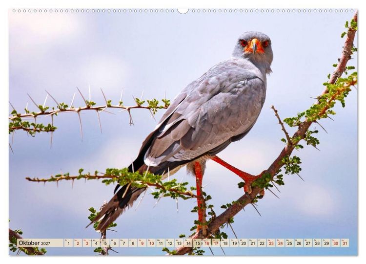 Produktbild: Afrikas Vogelwelt 2027 (Wandkalender 2027 DIN A2 quer), CALVENDO Monatskalender
