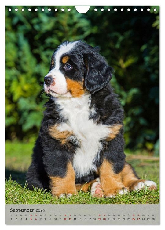 Produktbild: Berner Sennenhund - Ein Hund f&uuml;r alle F&auml;lle (Wandkalender 2026 DIN A4 hoch), CALVENDO Monatskalender