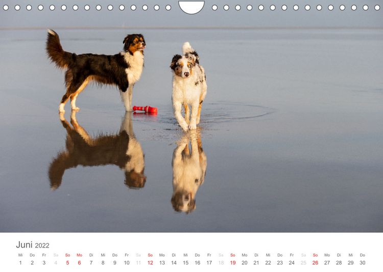 Produktbild: Australian Shepherd 2022 (Wandkalender 2022 DIN A4 quer)