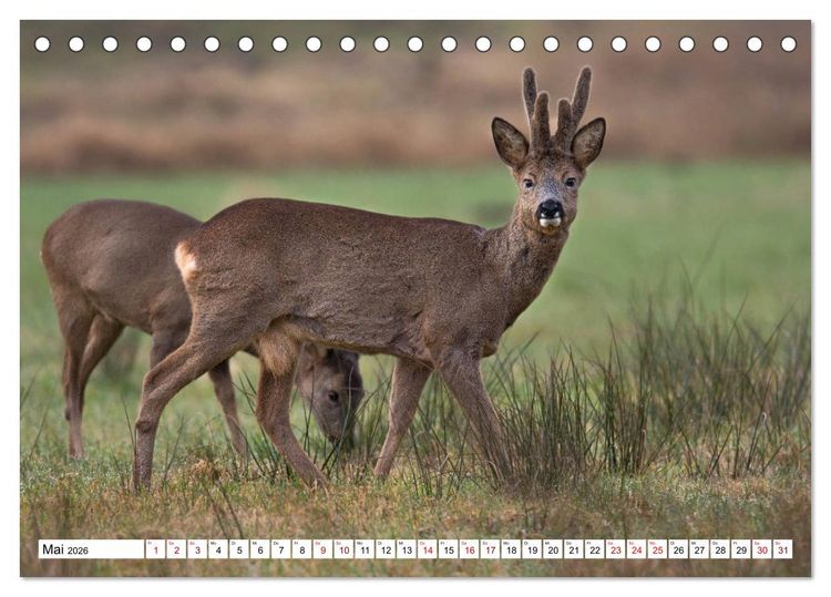 Produktbild: Anmut mit sanften Augen - Rehwild in der freien Natur (Tischkalender 2026 DIN A5 quer), CALVENDO Monatskalender