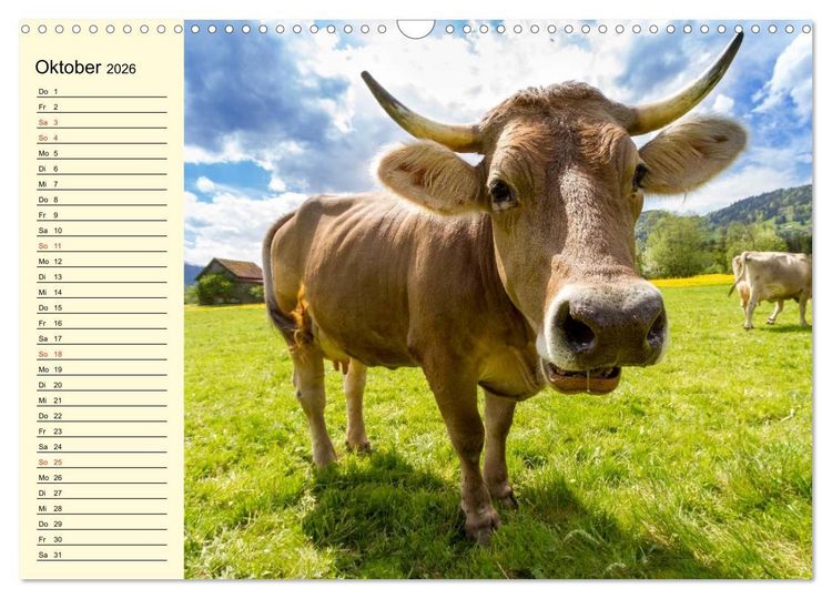 Produktbild: Gl&uuml;ckliche K&uuml;he auf saftigen Wiesen (Wandkalender 2026 DIN A3 quer), CALVENDO Monatskalender