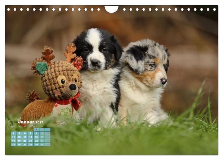 Produktbild: Lillyfee und ein K&ouml;rbchen voller Gl&uuml;ck (Wandkalender 2027 DIN A4 quer), CALVENDO Monatskalender