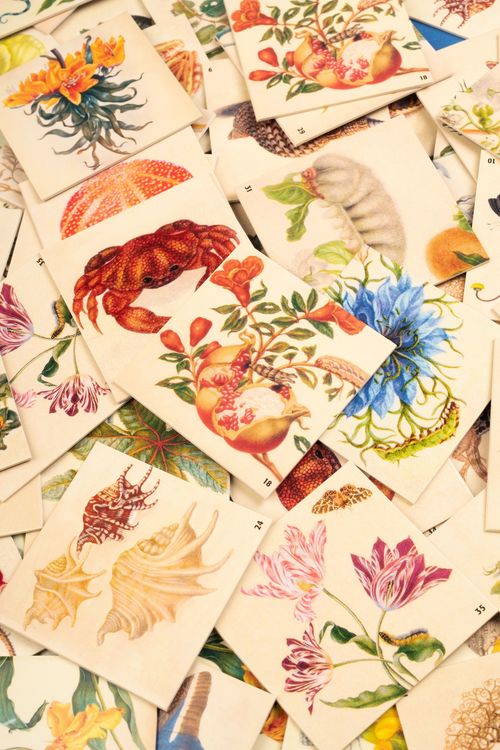 Produktbild: Maria Sibylla Merian. Memo
