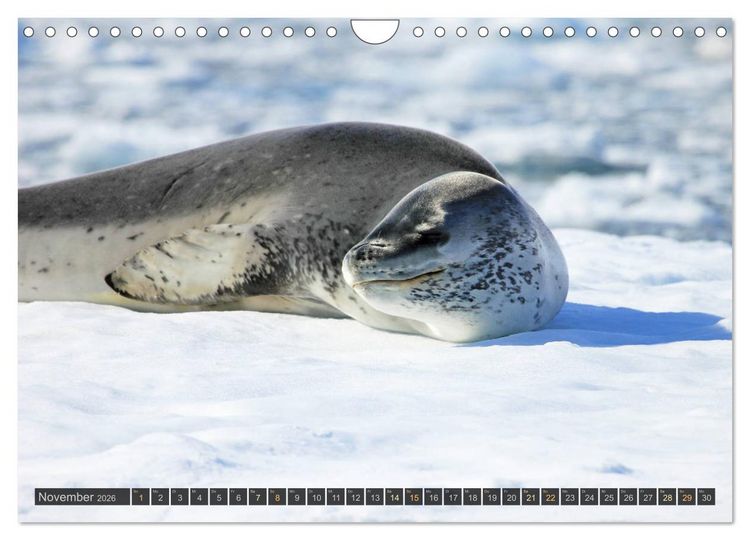 Produktbild: Antarktis - viaje.ch (Wandkalender 2026 DIN A4 quer), CALVENDO Monatskalender