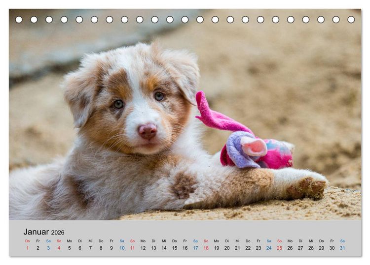 Produktbild: Australian Shepherd Welpen 2026 (Tischkalender 2026 DIN A5 quer), CALVENDO Monatskalender
