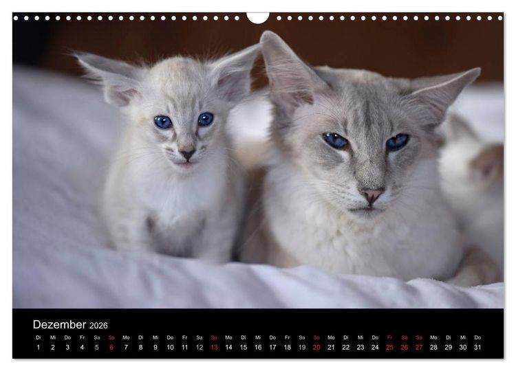 Produktbild: Orientalische Katzen (Wandkalender 2026 DIN A3 quer), CALVENDO Monatskalender