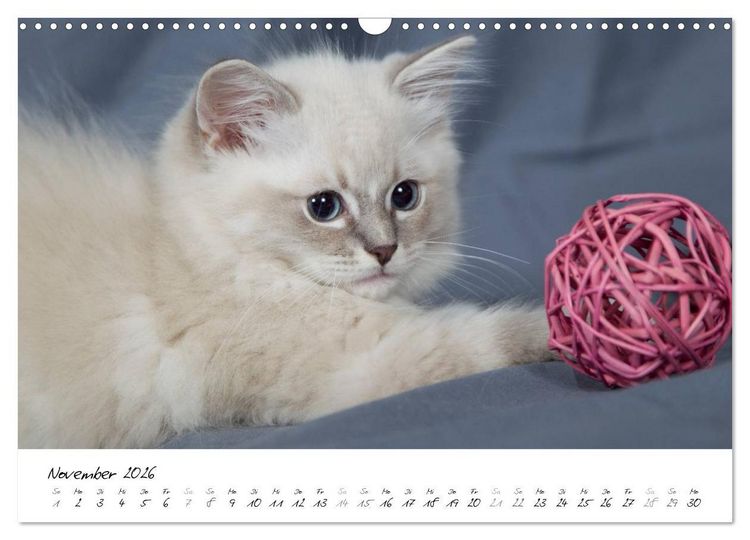 Produktbild: Ragdoll Kitten (Wandkalender 2026 DIN A3 quer), CALVENDO Monatskalender