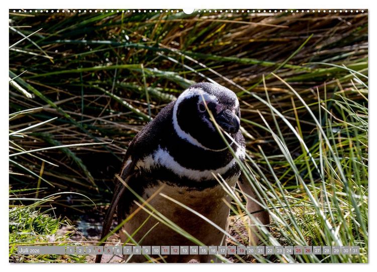 Produktbild: Einfach liebenswert diese Pinguine (hochwertiger Premium Wandkalender 2026 DIN A2 quer), Kunstdruck in Hochglanz