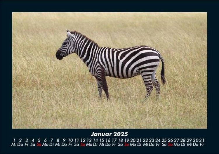 Produktbild: Zebrazauber 2025 Fotokalender DIN A5