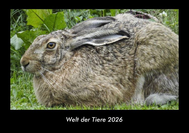 Produktbild: Welt der Tiere 2026 Fotokalender DIN A3