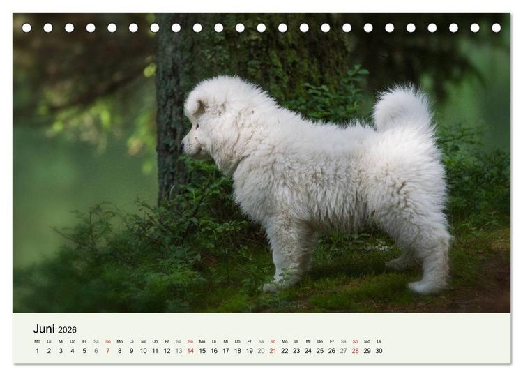 Produktbild: Kleine Samojeden - Eisb&auml;rchen Abenteuer im M&auml;rchenwald (Tischkalender 2026 DIN A5 quer), CALVENDO Monatskalender