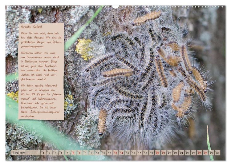 Produktbild: GEOclick Lernkalender: Steckbriefe einheimischer Schmetterlinge (Wandkalender 2026 DIN A2 quer), CALVENDO Monatskalender