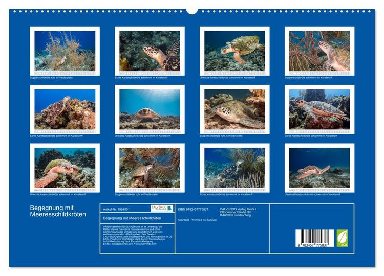 Produktbild: Begegnung mit Meeresschildkr&ouml;ten (hochwertiger Premium Wandkalender 2026 DIN A2 quer), Kunstdruck in Hochglanz