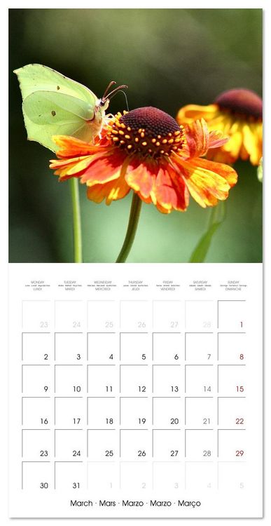 Produktbild: Gentle butterflies (Wall Calendar 2026 12 &times; 12 Inch) CALVENDO 12 Month Wall Calendar