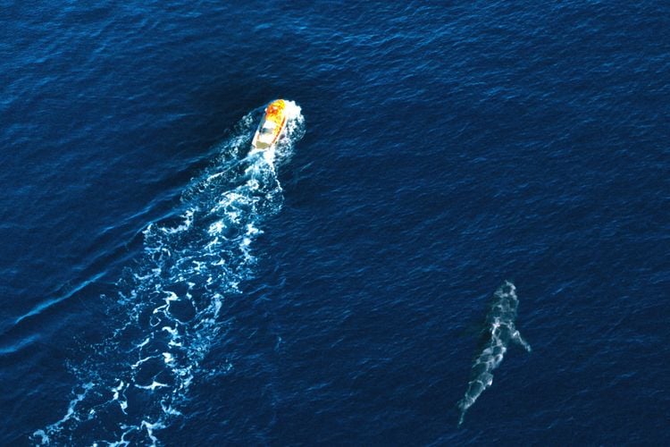 Produktbild: Shark Bait