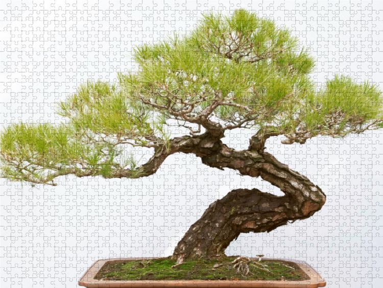Produktbild: CALVENDO Puzzle Pr&auml;chtiger Bonsai Baum, Sichuan Provinz, China. | 1000 Teile Lege-Gr&ouml;&szlig;e 64x48cm Foto-Puzzle f&uuml;r gl&uuml;ckliche Stunden