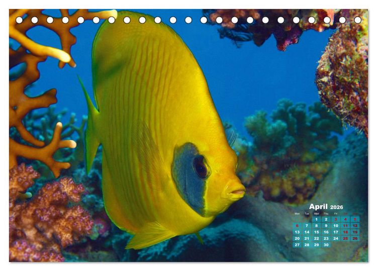 Produktbild: Oceans Alive - A World of Color and Diversity (Desk Calendar 2026 DIN A5 landscape), CALVENDO 12 Month DeskCalendar
