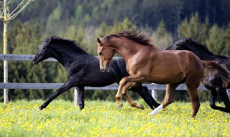 Produktbild: Trakehner Gest&uuml;t Murtal