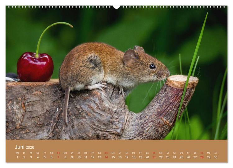 Produktbild: M&auml;usetanz (hochwertiger Premium Wandkalender 2026 DIN A2 quer), Kunstdruck in Hochglanz