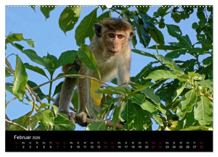 Produktbild: Sri Lanka - Tierische Momente (Wandkalender 2026 DIN A2 quer), CALVENDO Monatskalender