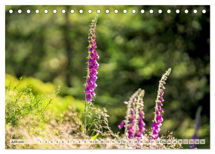 Produktbild: Entlang der Schwarzwald-Hochstra&szlig;e (Tischkalender 2026 DIN A5 quer), CALVENDO Monatskalender