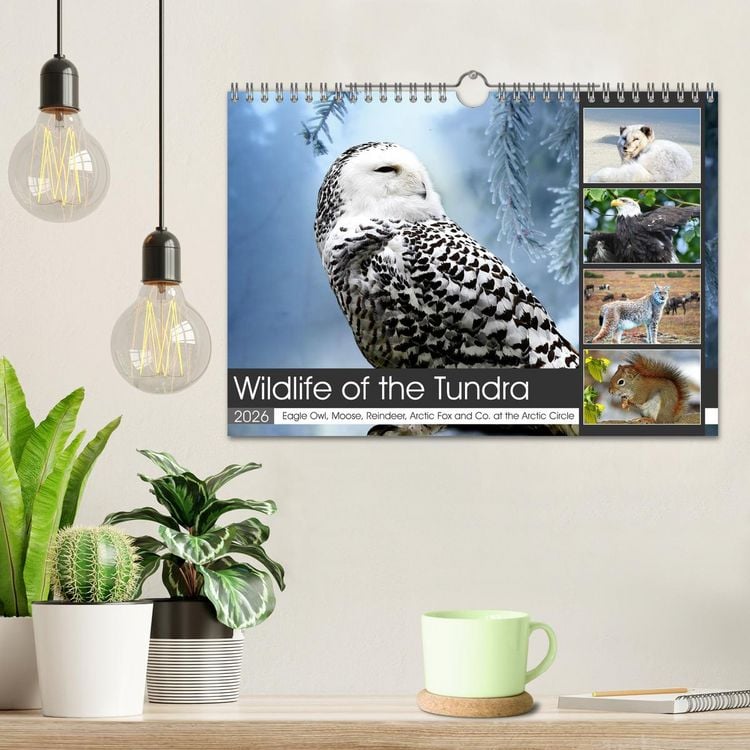 Produktbild: Wildlife of the Tundra (Wall Calendar 2026 DIN A4 landscape), CALVENDO 12 Month Wall Calendar
