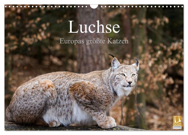 Produktbild: Luchse - Europas gr&ouml;&szlig;te Katzen (Wandkalender 2026 DIN A3 quer), CALVENDO Monatskalender