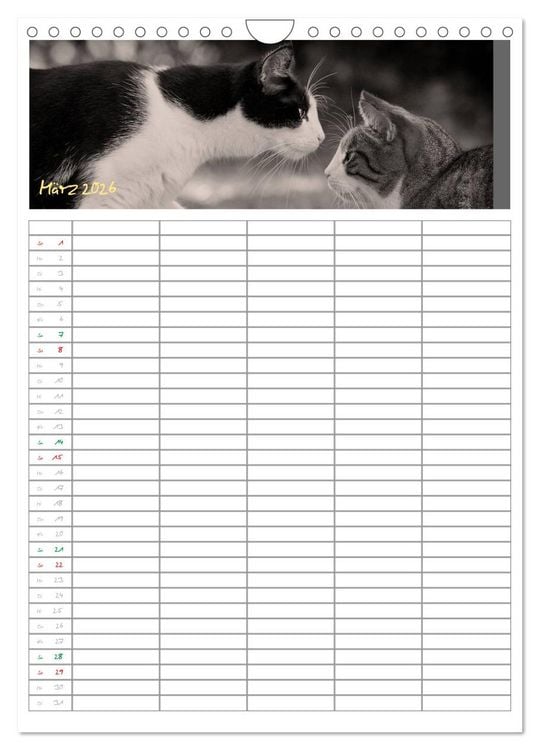 Produktbild: Miezekatzen Planungskalender (Wandkalender 2026 DIN A4 hoch), CALVENDO Monatskalender