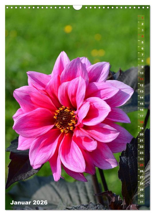Produktbild: Dahlien - Bl&uuml;tentr&auml;ume (Wandkalender 2026 DIN A3 hoch), CALVENDO Monatskalender