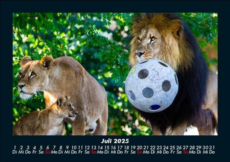 Produktbild: L&ouml;wen in der Wildnis 2025 Fotokalender DIN A5