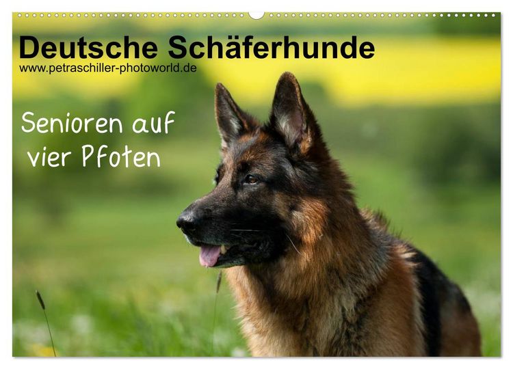 Produktbild: Deutsche Sch&auml;ferhunde - Senioren auf vier Pfoten (Wandkalender 2026 DIN A2 quer), CALVENDO Monatskalender