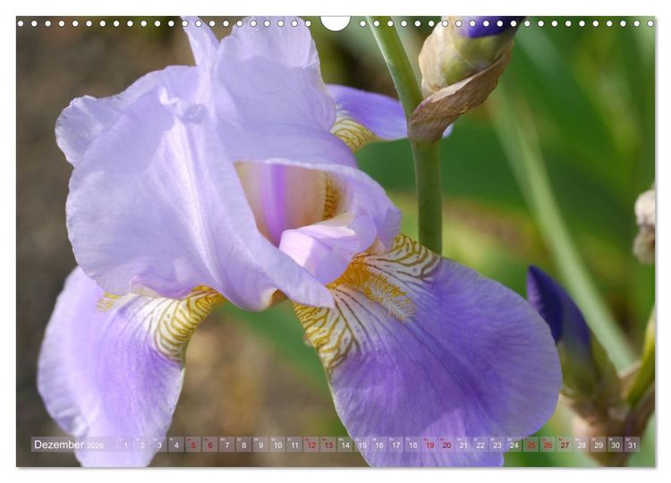 Produktbild: Iris - mond&auml;ne Gartensch&ouml;nheit (Wandkalender 2026 DIN A3 quer), CALVENDO Monatskalender