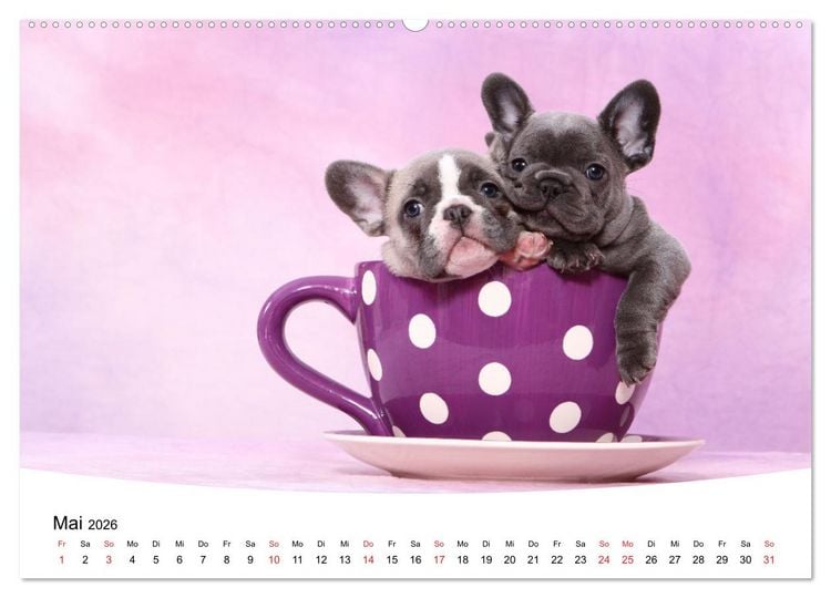 Produktbild: Bullys - Franz&ouml;sische Bulldoggen 2026 (Wandkalender 2026 DIN A2 quer), CALVENDO Monatskalender