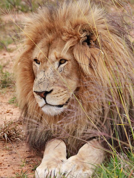 Produktbild: CALVENDO Puzzle L&ouml;wen M&auml;nnchen | 1000 Teile Lege-Gr&ouml;&szlig;e 64x48cm Foto-Puzzle f&uuml;r gl&uuml;ckliche Stunden