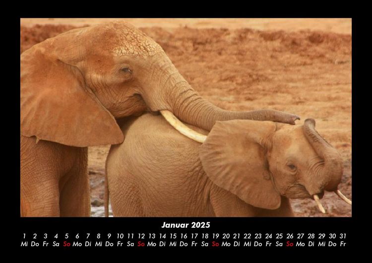 Produktbild: Tierkalender 2025 Fotokalender DIN A3
