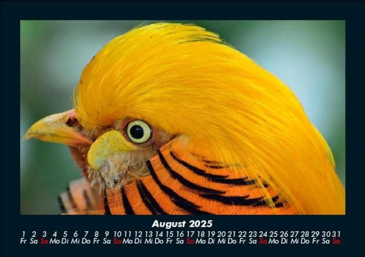 Produktbild: Welt der V&ouml;gel 2025 Fotokalender DIN A5